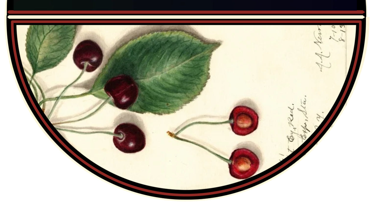 Black Cherry—Inspired by Kendal Black Cherry